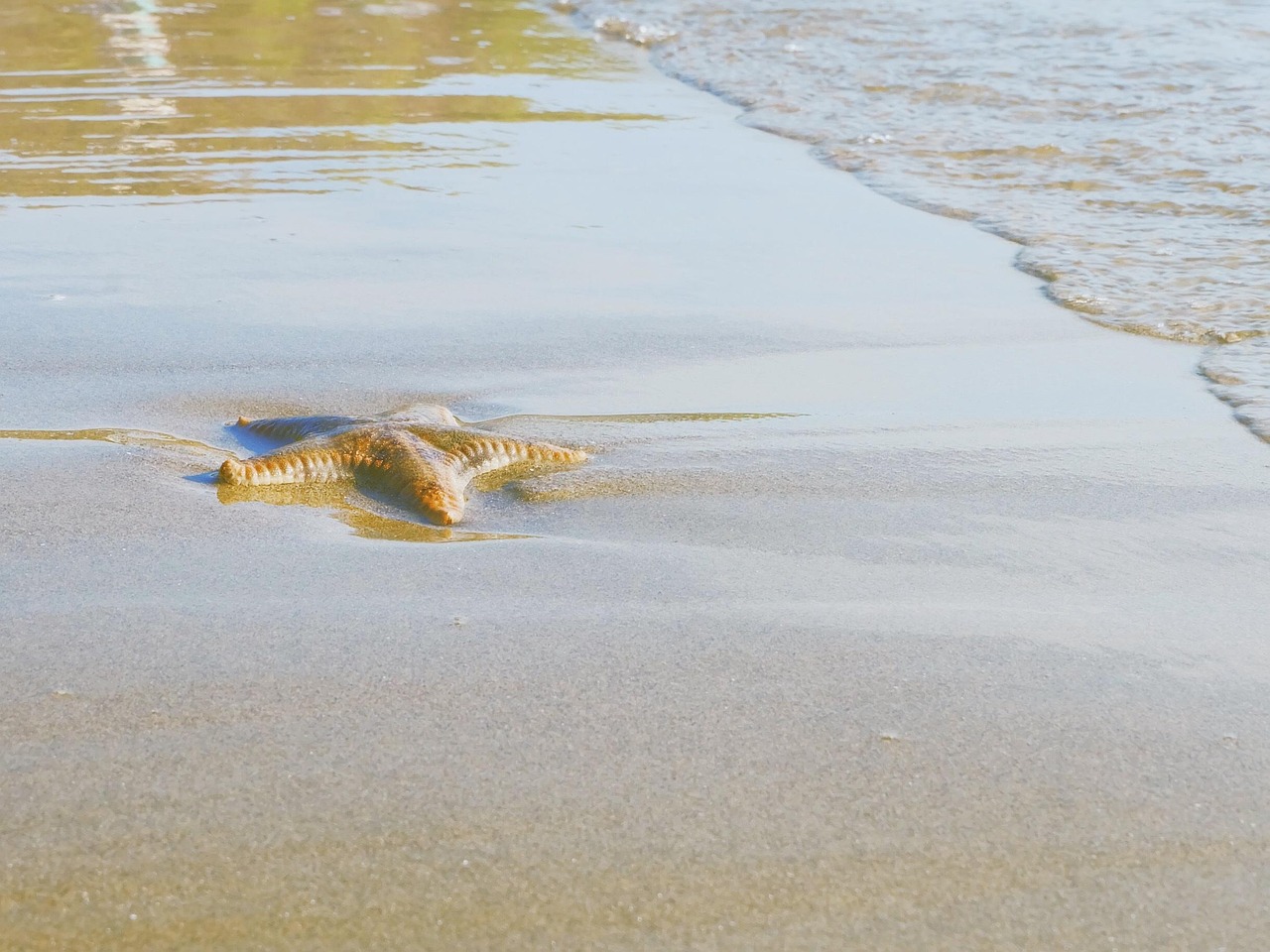 coast, starfish, vietnam, vung tau, starfish, starfish, starfish, starfish, starfish